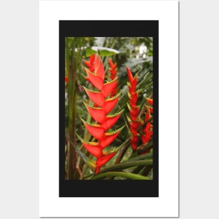 An Exotic Heliconia Posters and Art